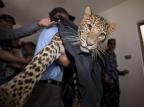 FOTO: Leopardo encontrado em prédio no Nepal é levado para zoológico AFP PHOTO/SANJOG MANANDHAR/AFP FOTO: Leopardo encontrado em prédio no Nepal é levado para zoológico AFP PHOTO/SANJOG MANANDHAR/AFP
