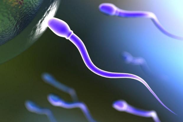 Laboratório francês diz ter criado espermatozoide in vitro Jeisa P./Morguefile