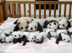 Chineses apresentam 14 filhotes de panda gigante Divulgação/AFP
