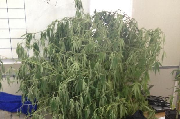 Pé de maconha com 1m80cm é descoberto em Porto Alegre[+Henrico aprova] 16198083