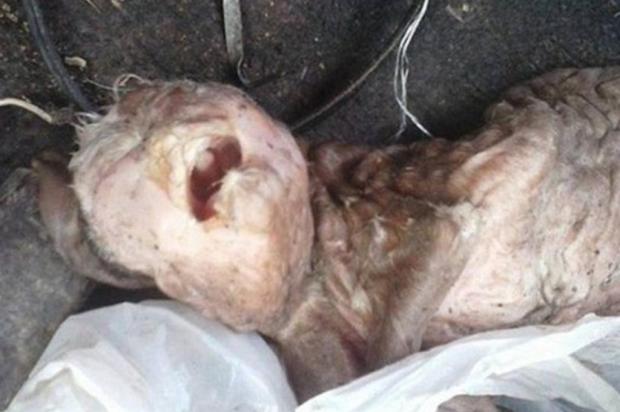 Cabra nasce com rosto humano na Argentina Facebook/Reprodução