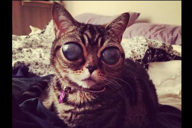 Conheça Matilda, gatinha que faz sucesso por causa dos olhos gigantes Reprodução/Instagram