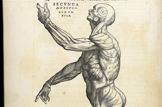 Conheça o trabalho de Andreas Vesalius, o pai da anatomia moderna