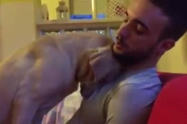 VÍDEO: cachorro pedindo perdão vira sucesso nas redes sociais Youtube/Reprodução