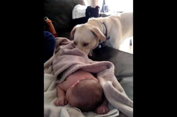 VÍDEO: cachorro cobre bebê que está dormindo e faz sucesso na internet Youtube/Reprodução VÍDEO: cachorro cobre bebê que está dormindo e faz sucesso na internet Youtube/Reprodução