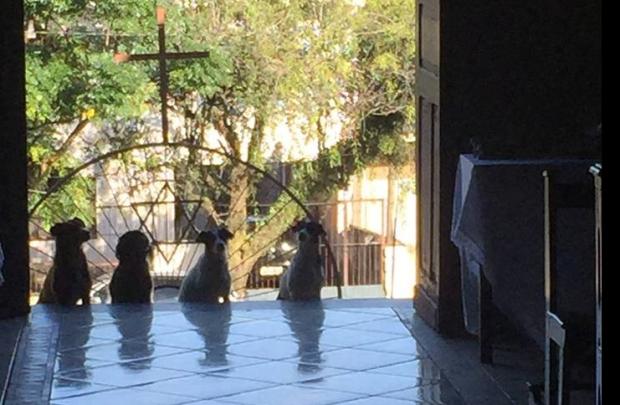 "Estavam paralisados", diz frei que fotografou cachorros assistindo à missa Frei Gilmar Zampieri / Arquivo Pessoal/Arquivo Pessoal