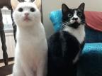 Ladrões levam duas gatas em roubo de carro na Capital Arquivo Pessoal / Divulgação/Divulgação