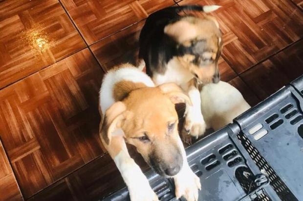 Agentes resgatam 13 cães que viviam trancados em peça no centro de Porto Alegre Patram / Divulgação/Divulgação