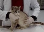 Fiv e FeLV: entenda como prevenir e tratar as doenças em felinos  HOVET Uniritter / Divulgação/Divulgação