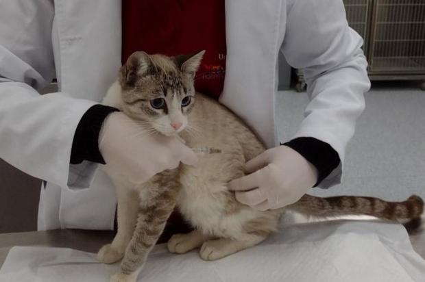Fiv e FeLV: entenda como prevenir e tratar as doenças em felinos  HOVET Uniritter / Divulgação/Divulgação