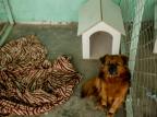 Jovens aprendizes produzem casinhas para cães de moradores de rua atendidos em abrigos da Capital Marco Favero / Agencia RBS/Agencia RBS