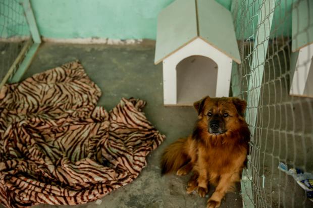 Jovens aprendizes produzem casinhas para cães de moradores de rua atendidos em abrigos da Capital Marco Favero / Agencia RBS/Agencia RBS