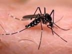 Casos confirmados de dengue têm alta de 90% em dois dias em Porto Alegre não se aplica / Divulgação/Divulgação