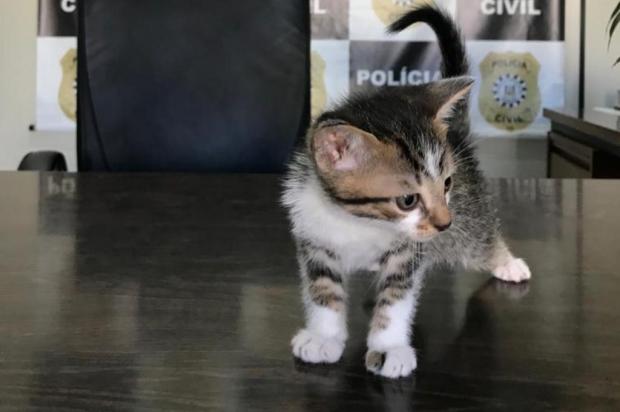 Polícia indicia suspeito de adotar gatos pela internet para depois matar os animais Polícia Civil / Divulgação/Divulgação