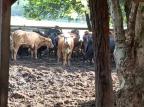Presos 13 suspeitos de integrar quadrilha que furtava gado em vários municípios do RS Reprodução / Polícia Civil/Polícia Civil