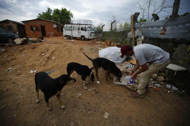Moradores da Ilha do Pavão dividem comida doada para animais: "Às vezes vem criança com balde pedindo" Félix Zucco / Agencia RBS/Agencia RBS