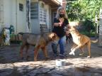 Natal Animal: protetora faz campanha para alimentar cães abandonados André Ávila / Agencia RBS/Agencia RBS