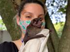Secretaria do Meio Ambiente confirma maior atividade de morcegos na Capital; veja o que fazer caso entrem em casa Bianca Aveline / Smamus/Smamus