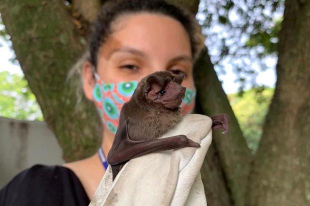 Secretaria do Meio Ambiente confirma maior atividade de morcegos na Capital; veja o que fazer caso entrem em casa Bianca Aveline / Smamus/Smamus