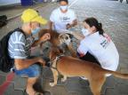 Cuidado especial para os animais nas ruas Ronaldo Bernardi / Agencia RBS/Agencia RBS