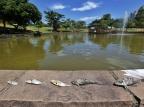 Mais de uma dezena de peixes aparece morta em lago do Parque Germânia Lauro Alves / Agencia RBS/Agencia RBS