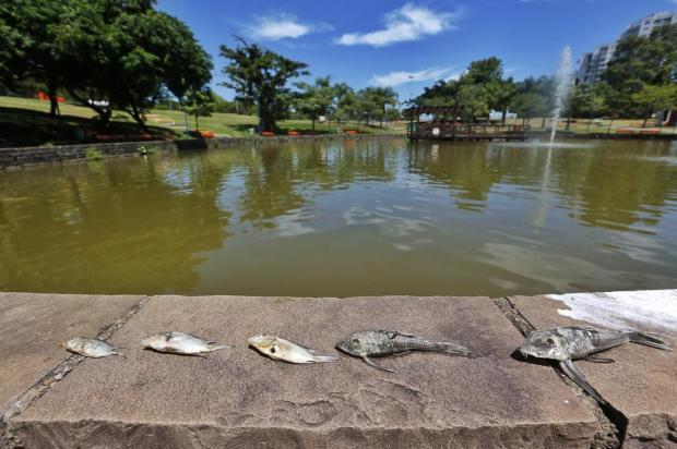 Mais de uma dezena de peixes aparece morta em lago do Parque Germânia Lauro Alves / Agencia RBS/Agencia RBS