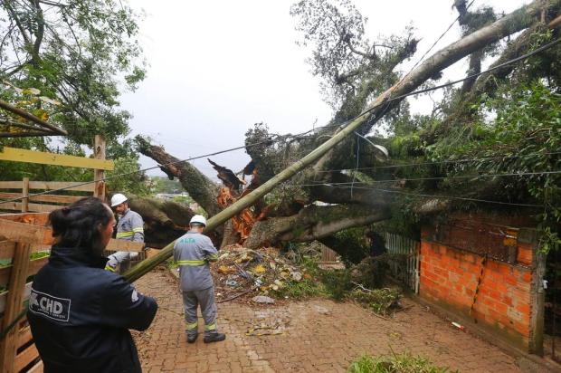 Morador passa noite no banheiro após árvore cair sobre casa na zona norte de Porto Alegre Lauro Alves / Agencia RBS/Agencia RBS