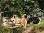Projeto que cuida de gatos de rua pede apoio em Guaíba Arquivo pessoal / Reprodução/Reprodução