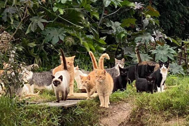 Projeto que cuida de gatos de rua pede apoio em Guaíba Arquivo pessoal / Reprodução/Reprodução