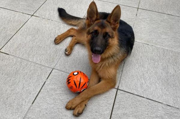 Die Entführung eines Deutschen Schäferhundes in Santa Tereza führt zu einer Mobilisierung in den sozialen Netzwerken